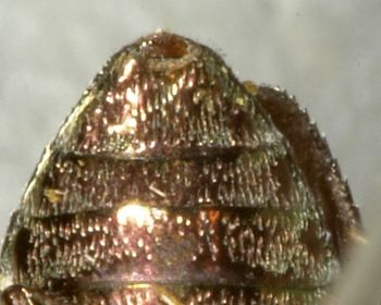 Media type: image;   Entomology 2693 Aspect: anal sclerite